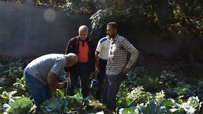 جامعة مدينة السادات تطلق قافلة بيطرية وزراعية بقرية الخضرة