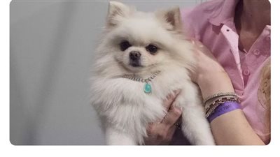 تصميم أغلى قلادة لكلب.. سعرها يفوق 70 ألف دولار