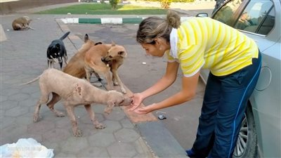 حملة لتطعيم الكلاب ضد السعار والجرب في العجوزة| صور