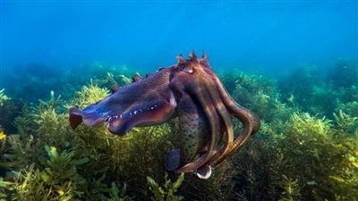 أشبه بكائن فضائي.. الحبار العملاق في أستراليا | فيديو