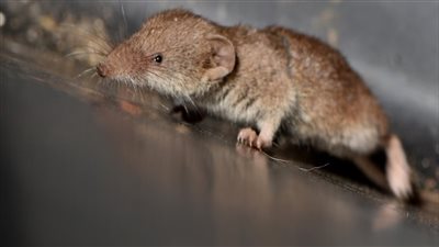 شبيه الفأر.. اكتشاف غريب علي عتبة باب