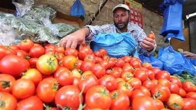 نقابة الفلاحين تزف بشرى سارة للمواطنين عن موعد انخفاض أسعار الطماطم بالأسواق