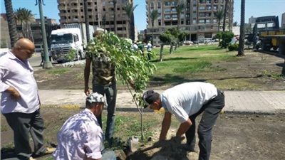 محافظ الإسكندرية: زراعة 1065 شجرة مثمرة وغير مثمرة 