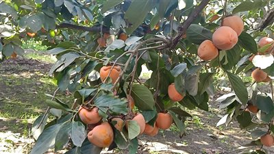 أسعار الفاكهة اليوم الأربعاء 9 -11-2022 في الدقهلية