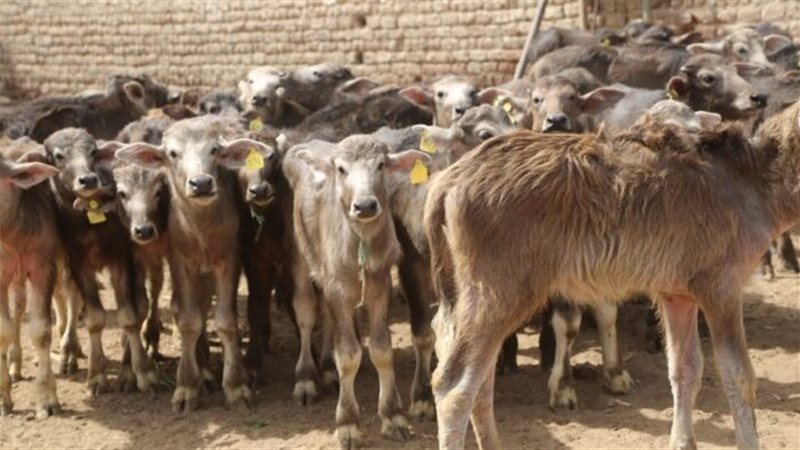 أضاحي العيد، فيتو