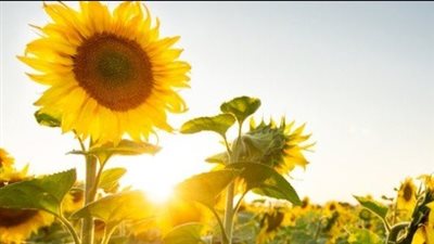 دراسة: النباتات فى المنزل تقلل الأرق | فيديو