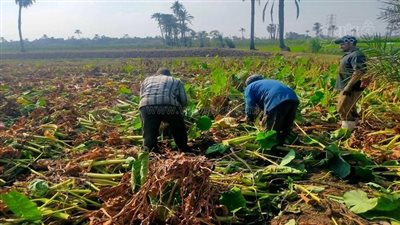 يقي من السرطان وأمراض القلب.. حصاد محصول القلقاس في الشرقية | فيديو وصور