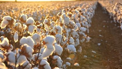 طلب إحاطة بشأن تدني أسعار محصول القطن