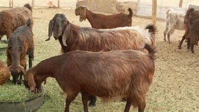 تحصين 34 ألف رأس من الماعز والأغنام ضد طاعون المجترات الصغيرة ببني سويف