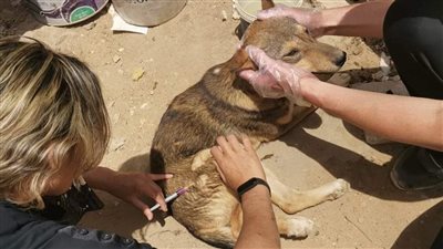 حملة لتطعيم الكلاب بحدائق أكتوبر ضد السعار