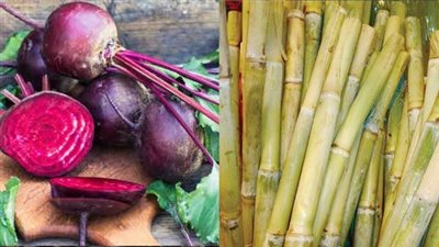 التموين: موسم توريد قصب وبنجر السكر يبدأ اعتبارا من يناير - فبراير 2023 