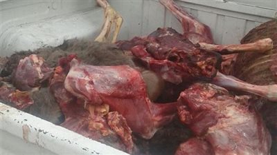  ضبط 33 طن لحوم بلدية مذبوحة خارج المجازر بشمال الجيزة