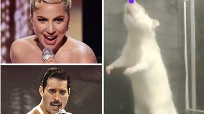 دراسة: الفئران يحبون سماع الأغاني وخاصة ليدي جاجا وفريدي ميركوري