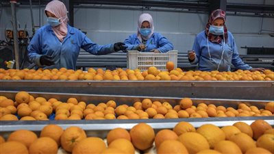 تقرير رسمي من الزراعة يكتب نهاية أزمة تصدير البرتقال.. مصادر: النضج الفسيولوجي وصل لـ 70%.. وفتح باب التصدير خلال أيام