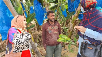 لجنة للمرور على زراعات الموز بالإسماعيلية | صور