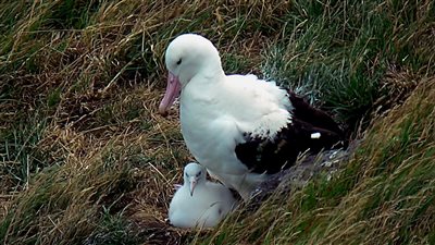 شرطة نيوزيلندا تفتح تحقيقًا بعد اختفاء 4 بيضات من مستعمرة للطيور