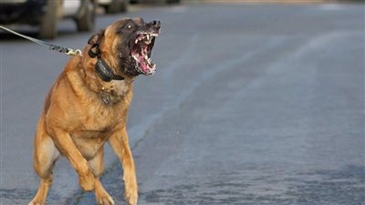 عقوبة استعراض القوة وتهديد الآخر باستخدام الحيوانات