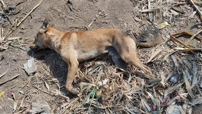 عقر 8 مواطنين.. التخلص من كلب مسعور في المنوفية 