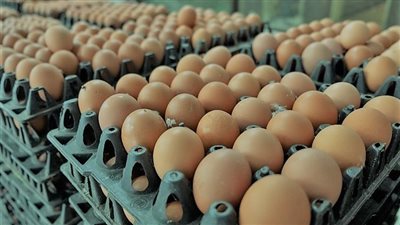 البيض المخصب، هل يصلح للاستهلاك الآدمي ودلالة وجود دم بداخله