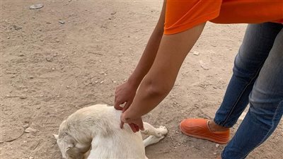 حملة لتطعيم الكلاب ضد السعار في الدقي والعجوزة