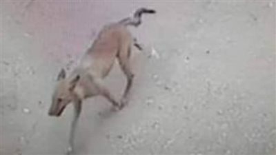 بعد عقر 8 مواطنين.. مجلس شبين الكوم يشكل لجنة لمواجهة الكلاب الضالة