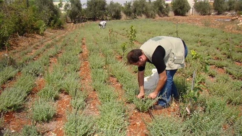 زراعة النباتات العطرية