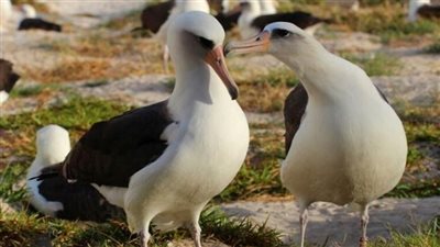 نيوزيلندا تحقق في اختفاء 4 بيضات لطيور القطرس بشكل مفاجئ