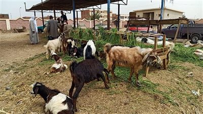 تحصين 36 رأسا من الماعز والأغنام ضد طاعون المجترات الصغيرة ببني سويف
