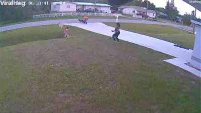 موقف بطولي لـ كلب ينقذ طفلًا من هجوم قاتل