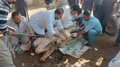 جامعة مدينة السادات تطلق قافلة بيطرية وزراعية مجانية بقرية مصطاي