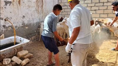 انطلاق الحملة القومية للتحصين ضد مرض الحمى القلاعية والوادى المتصدع بالإسماعيلية غدا