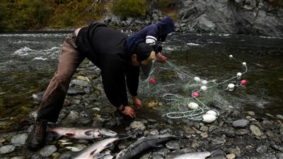 من أجل السلمون.. تنفيذ أكبر عملية إزالة للسدود بتاريخ أمريكا