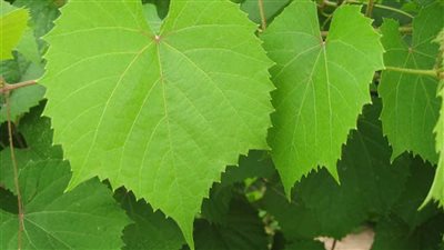 تفسير حلم ورق العنب في المنام وعلاقته بالتعرض للصعوبات