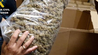 بلغت 50 طنًا.. الشرطة الإسبانية تعلن ضبط أكبر كمية من الماريجوانا