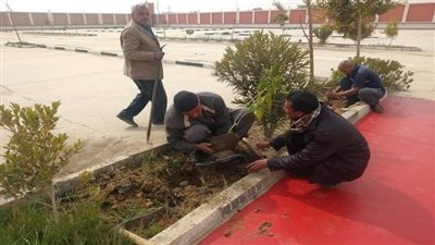 البيئة: يلزم زراعة 7 شجرات لإزالة التأثيرات الملوثة لسيارة واحدة