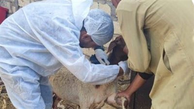 انطلاق الحملة القومية للتحصين ضد مرضي الحمى القلاعية والوادي المتصدع بالإسماعيلية