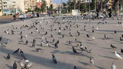 ميدان حمام السلام يبعث رسائل محبة وسلام في ساحة الشهداء ببورسعيد| فيديو وصور