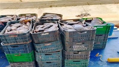 ضبط 1.5 طن أسماك مجهولة المصدر بالإسماعيلية