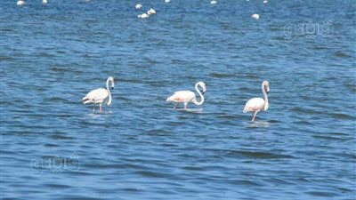 الطيور المهاجرة في زيارة لـ