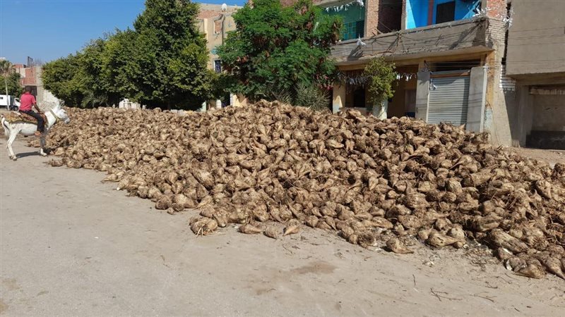 محصول البنجر، فيتو