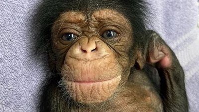 عاطفة الأمومة.. مقطع مؤثر لشمبانزي تلتقي رضيعها لأول مرة