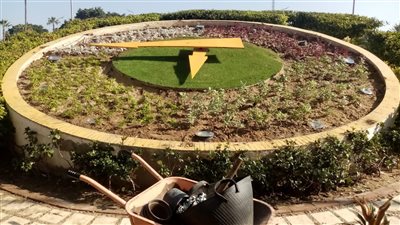 استمرار أعمال زراعة قرص ساعة الزهور بحي وسط الإسكندرية 