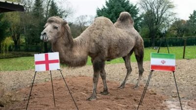 للمرة الثانية.. الناقة كاميلا تصدق في توقعات المونديال