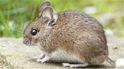 تفسير صادم لرؤية الفأر في المنام 