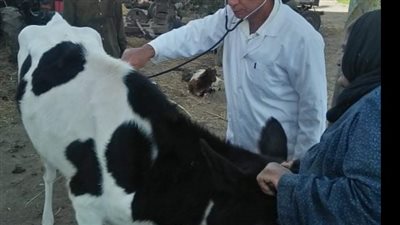 جامعة الزقازيق: قافلة بيطرية بقرية المسلمية بالشرقية 