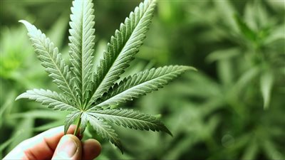 ولاية نيويورك تصدر أول تراخيص لبيع القنب المخدر