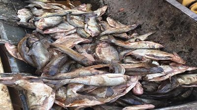 حجز مالك محل ضبطت بحوزته كمية من الأسماك مجهولة المصدر بالجيزة