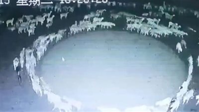 الصين تتوصل إلى حل لغز الأغنام التي تمشي بشكل دائري منذ أسبوعين