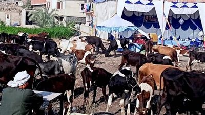 بيطري الشرقية ينظم قافلة لقرية الحجاجية مركز فاقوس 