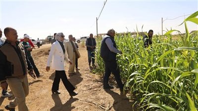 محافظ الوادي الجديد يتفقد مشروعات الاستثمار الزراعي بأبو منقار بالفرافرة | صور 